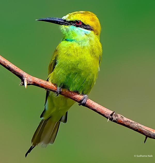 Image of Vertebrate, Bird, Beak, Coraciiformes, bee eater etc.