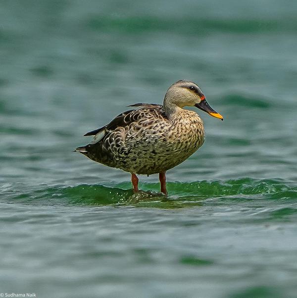 Image of Water, Vertebrate, Bird, Beak, Duck, Water bird etc.