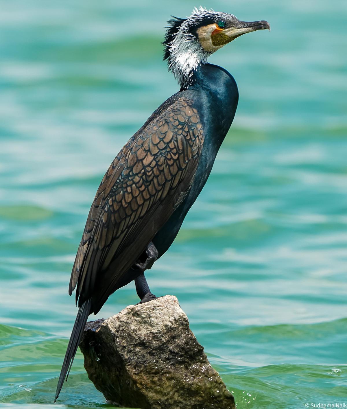 Image of Vertebrate, Bird, Beak, Cormorant, Double crested Cormorant etc.
