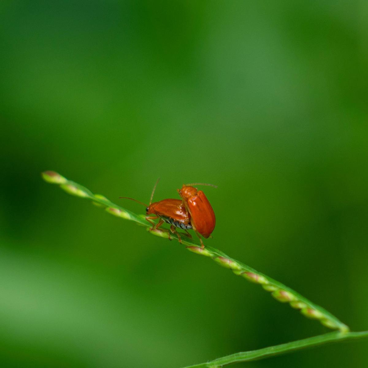 Image of etc.