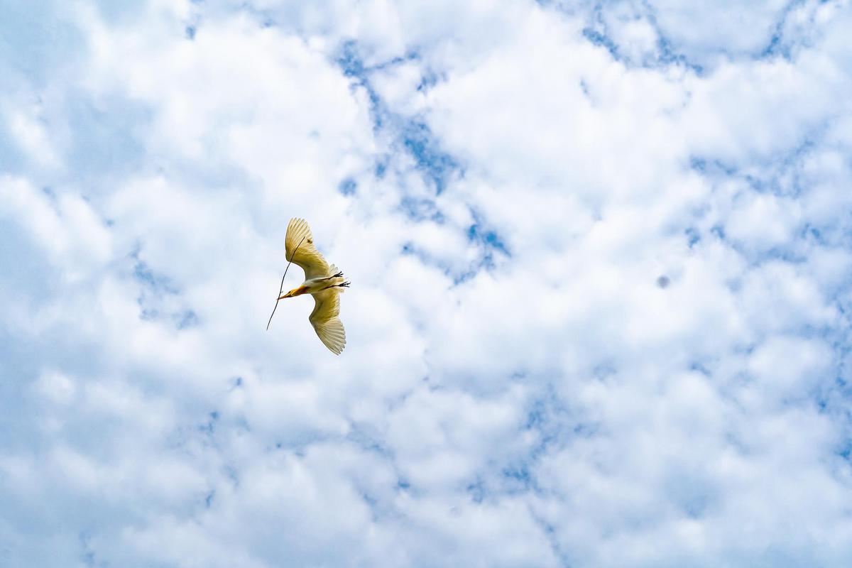 Image of Sky, Cloud, Bird, Beak, Insect, Twig etc.