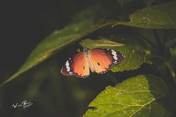Image of Water, Close-up, Macro photography, Leaf, Insect, Invertebrate etc.