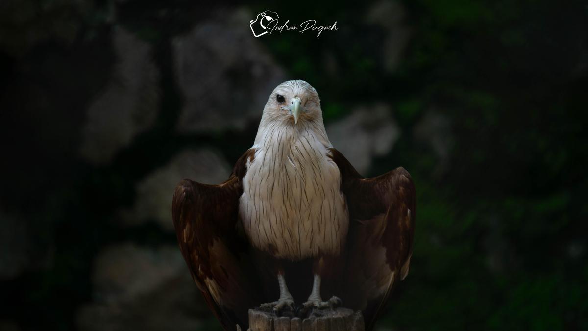 Image of Organism, Bird, Beak, Accipitridae, Feather etc.