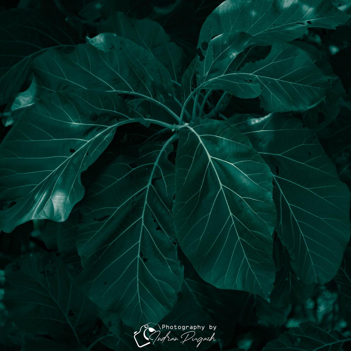 Image of Tree, Organism, Plant, Terrestrial plant etc.