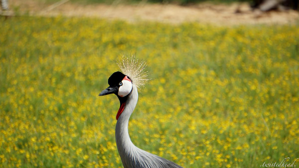 Image of Grassland, Grass, Feather, Natural landscape, Beak, Ecoregion etc.