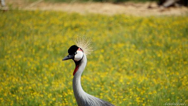 Image of Natural landscape, Grassland, Plant, Flower, Bird, Beak etc.