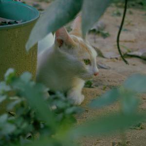 Images