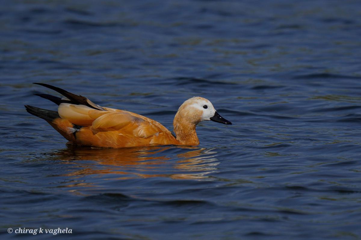 Image of Water, Vertebrate, Bird, Beak, Duck, Water bird etc.