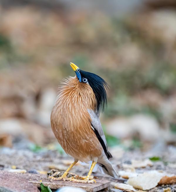Image of Wildlife, Bird, Beak, Roller etc.
