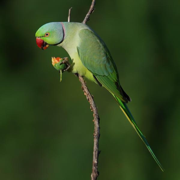 Image of Vertebrate, Bird, Beak, Parrot, Budgie, Parakeet etc.
