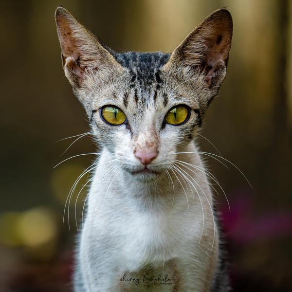 Image of Vertebrate, Mammal, Felidae, Snout, Carnivore, Cat etc.