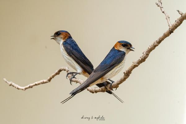 Image of Vertebrate, Bird, Beak, Bluebird, Eastern Bluebird, Swallow etc.