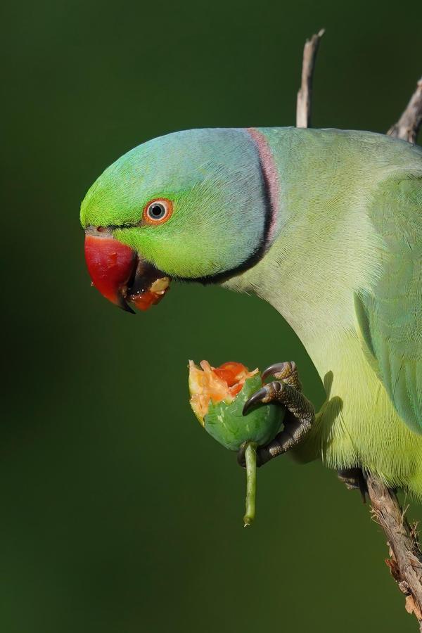 Image of Green, Bird, Beak, Parrot, Budgie, Parakeet etc.