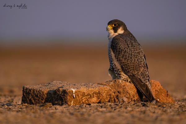 Image of Wildlife, Vertebrate, Bird, Beak, Bird of prey, Cooper's Hawk etc.