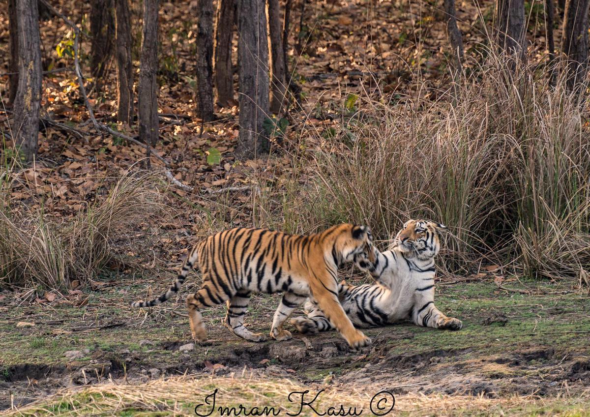 Image of Nature, Tiger, Bengal tiger, Siberian tiger, Felidae, Plant etc.
