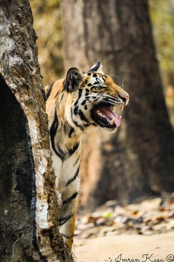 Image of Organism, Tiger, Bengal tiger, Siberian tiger, Felidae, Eye etc.