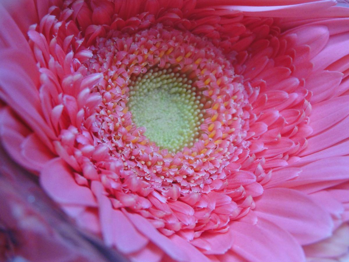 Image of Pink, Close-up, Plant, Flower, Petal, barberton daisy etc.