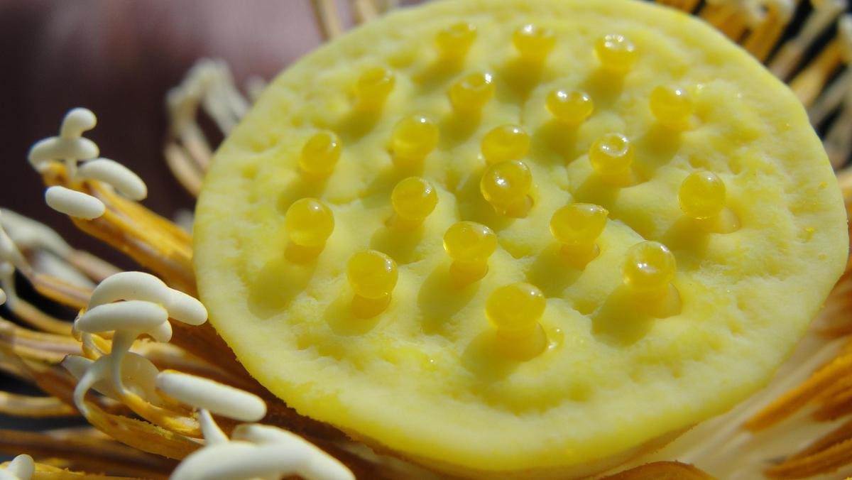 Image of Food, Dish etc.