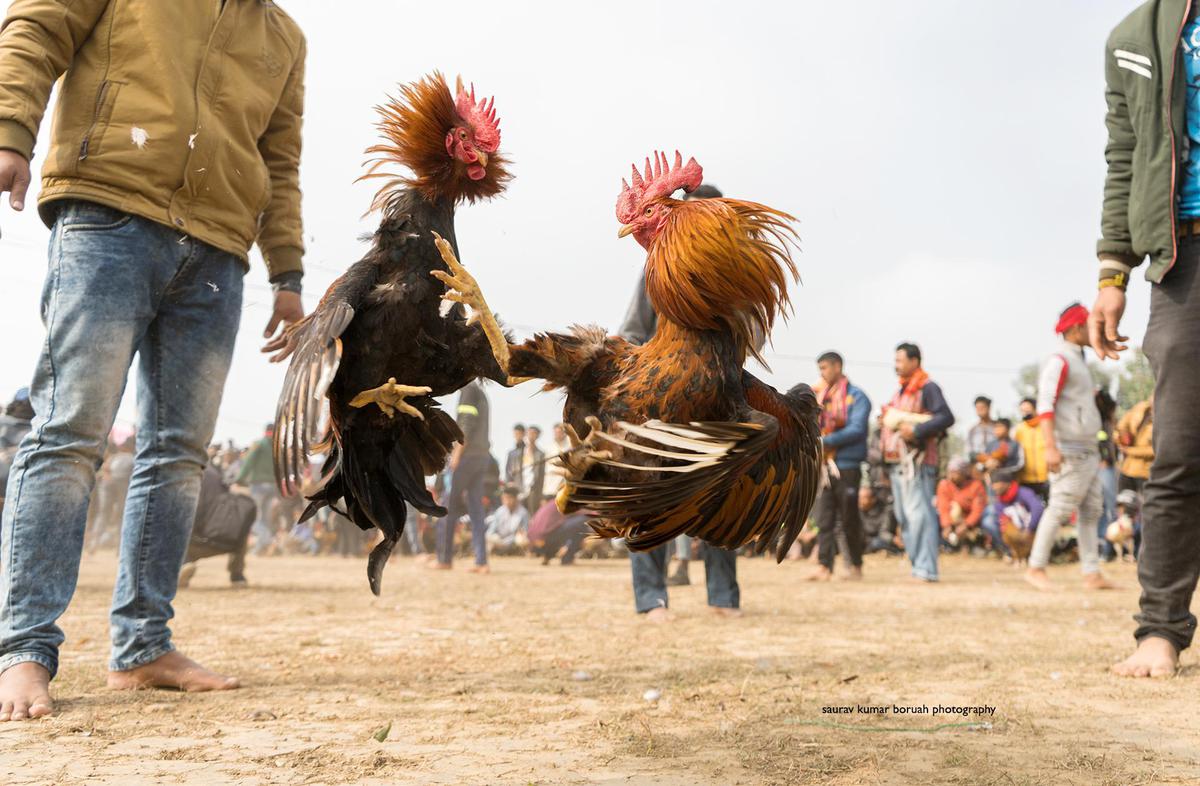 Image of Sky, Bird, Jeans, Entertainment, Trousers etc.