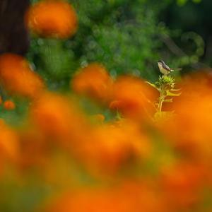 Images