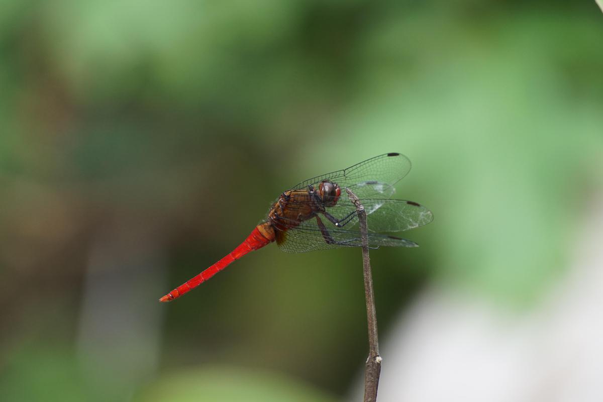 Image of Macro photography, Insect, Invertebrate, Pest, Dragonfly, Dragonflies and damseflies etc.