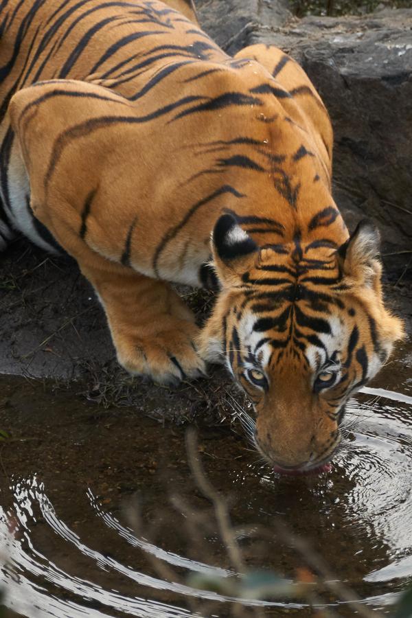 Image of Wildlife, Tiger, Vertebrate, Terrestrial animal, Bengal tiger, Mammal etc.