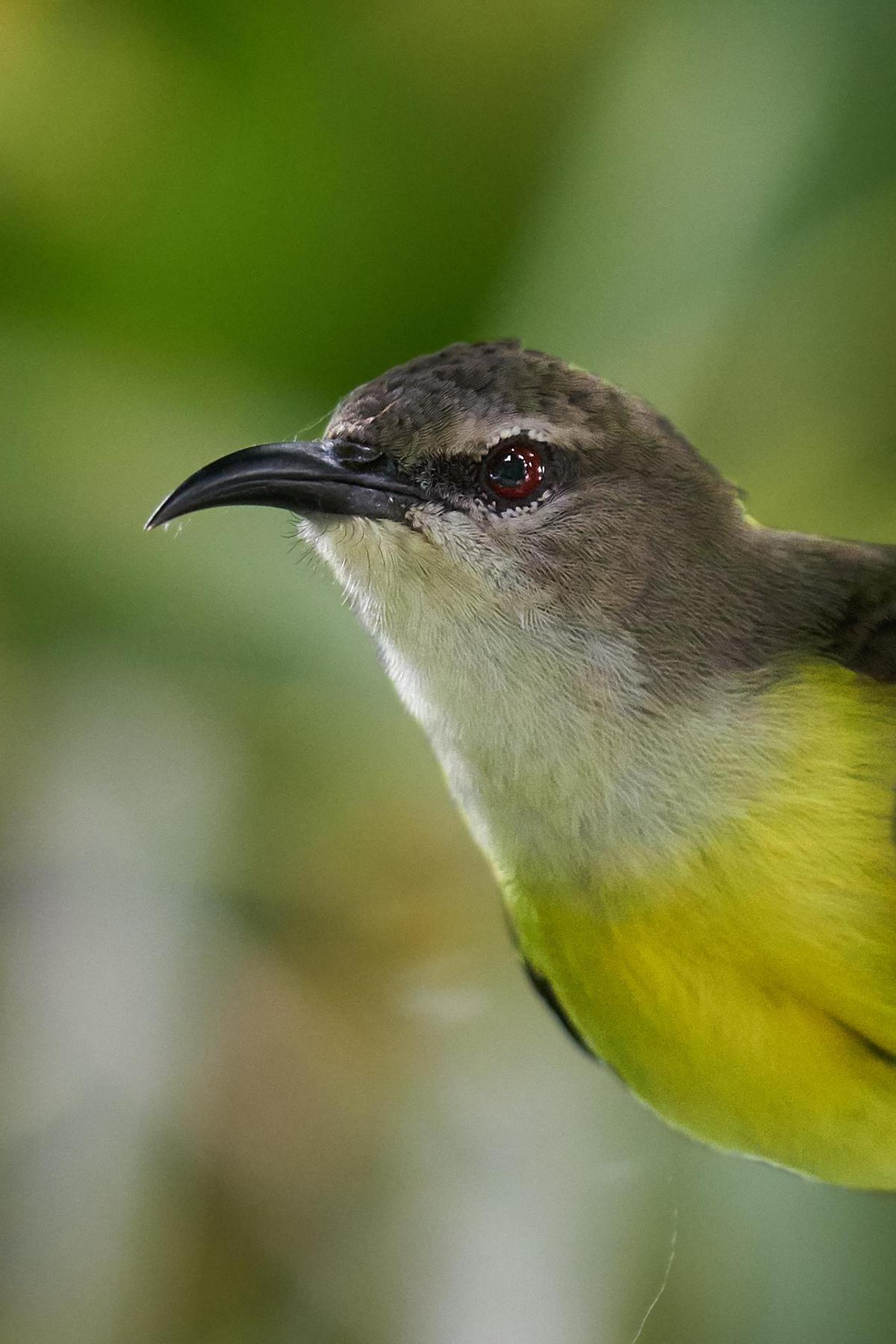 Image of Wildlife, Bird, Beak, Hummingbird etc.