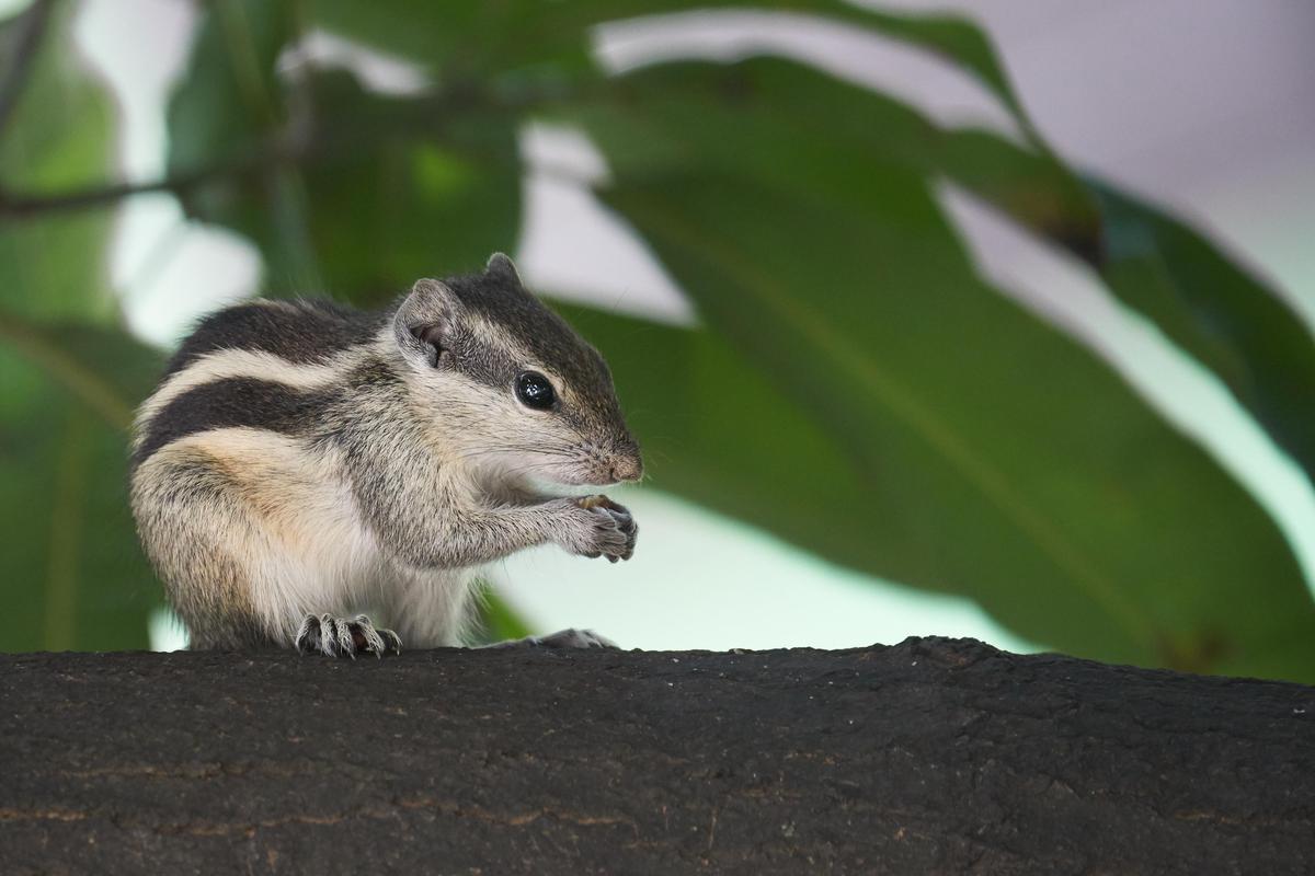 Image of Wildlife, Rodent, Organ Mountains Chipmunk, Eastern chipmunk, Chipmunk, Vertebrate etc.