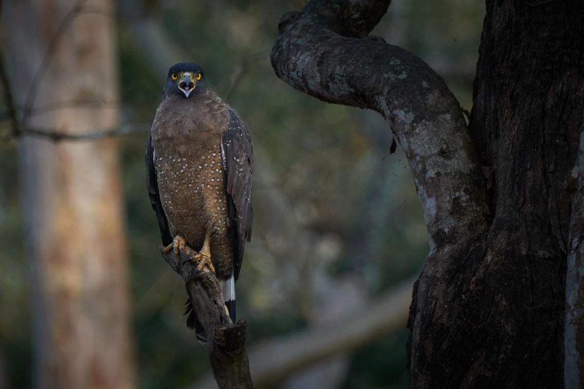 Image of Branch, Adaptation, Bird, Beak, Bird of prey, Accipitriformes etc.