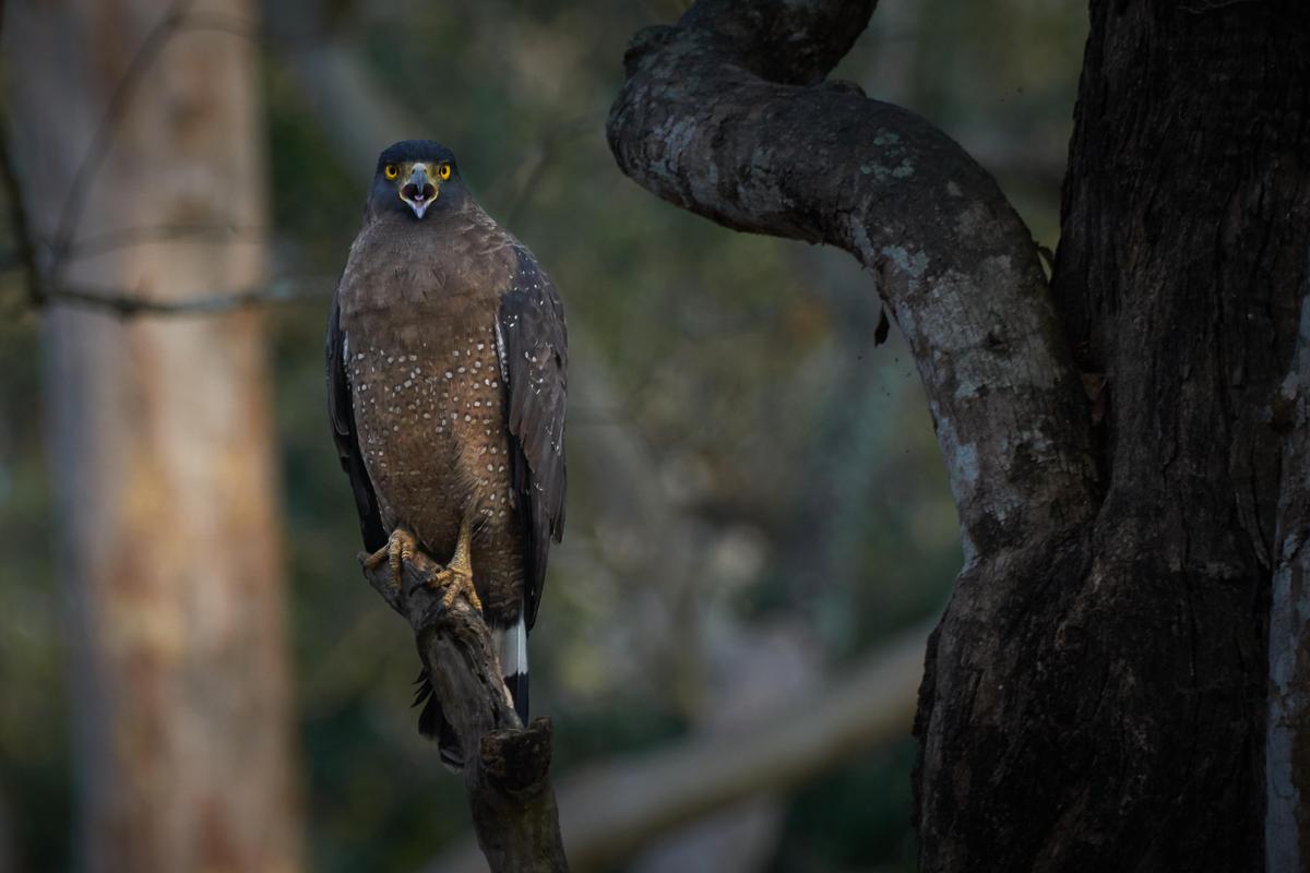 Image of Accipitriformes, Accipitridae, Ecoregion, Falconiformes, Adaptation, Beak etc.