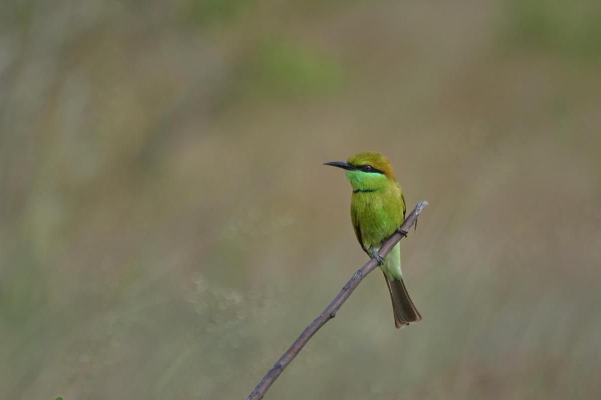 Image of Wildlife, Coraciiformes, Beak, Bird etc.