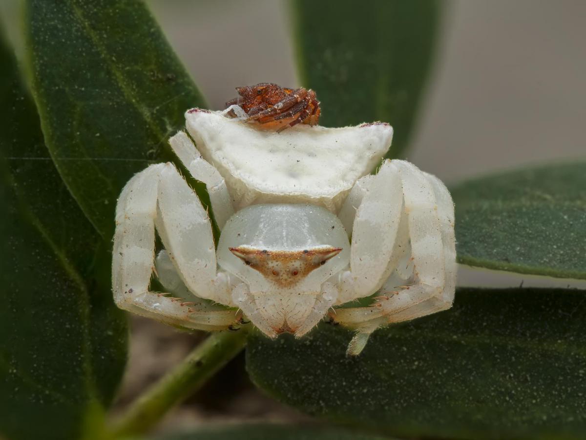 Image of  etc.