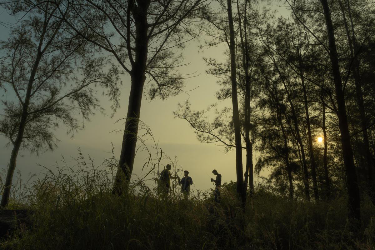 Image of Nature, Atmospheric phenomenon, Tree, Branch, Vegetation, Sunlight etc.
