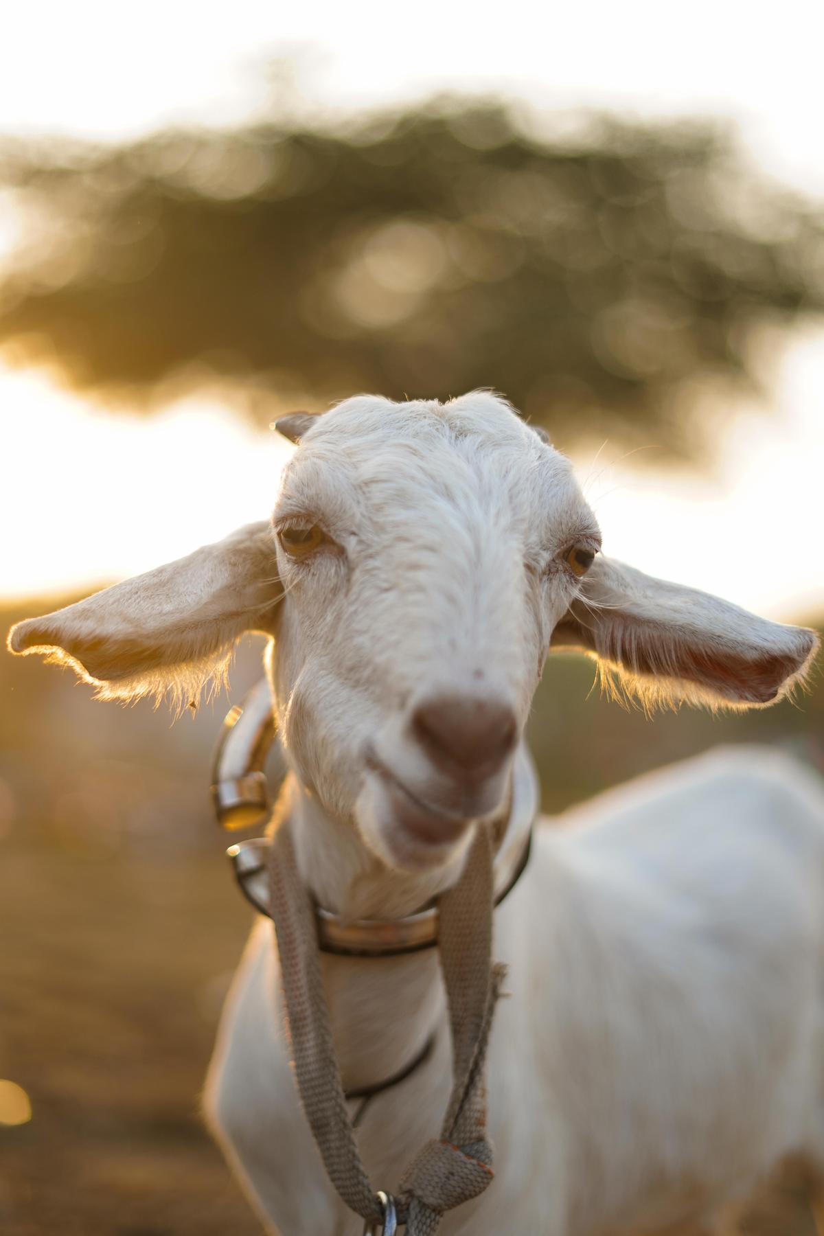 Image of Nose, Snout, Cow-goat family, Goats, Goat etc.