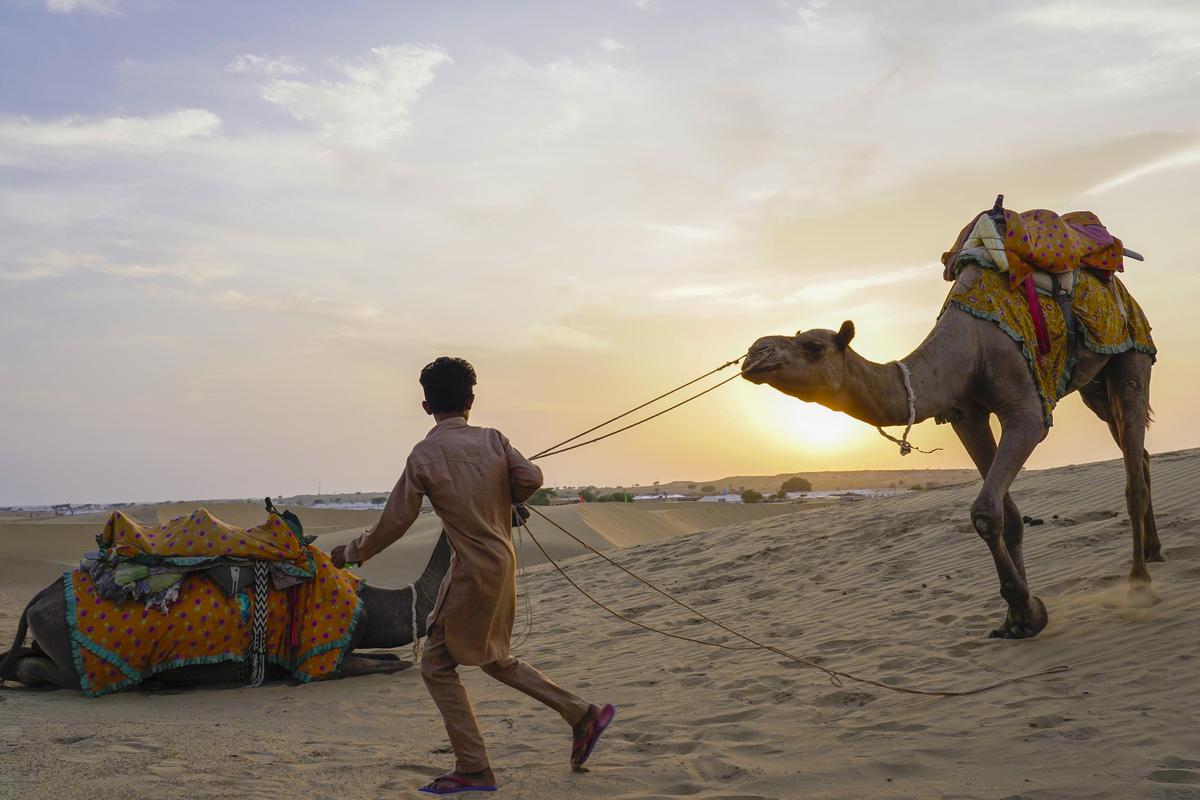 Image of Mode of transport, Natural environment, Camel, Camelid, Arabian camel etc.