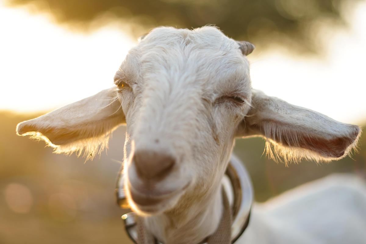 Image of Nose, Snout, Cow-goat family, Goats, Goat, Livestock etc.