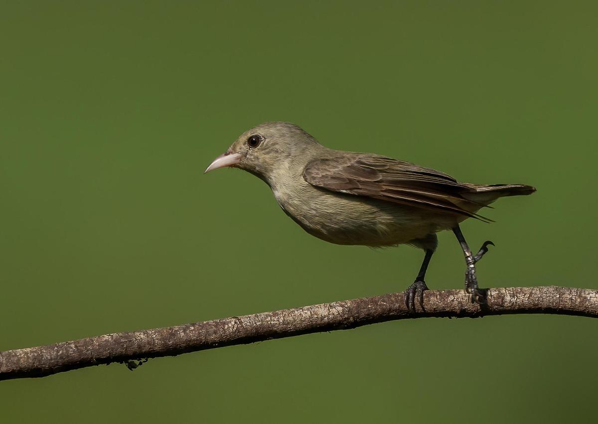 Image of Vertebrate, Bird, Beak, Old World flycatcher, Finch etc.