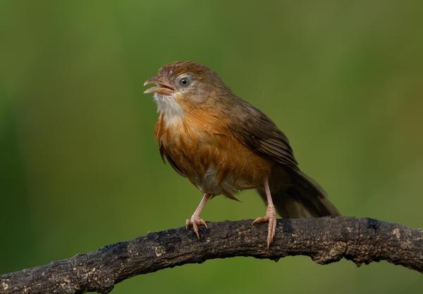 Image of Vertebrate, Bird, Beak, Finch etc.
