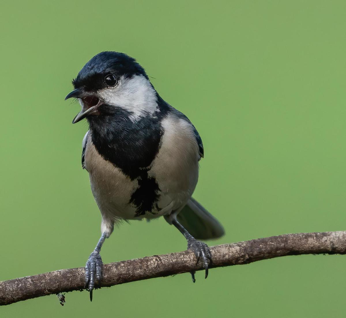 Image of Vertebrate, Bird, Beak etc.