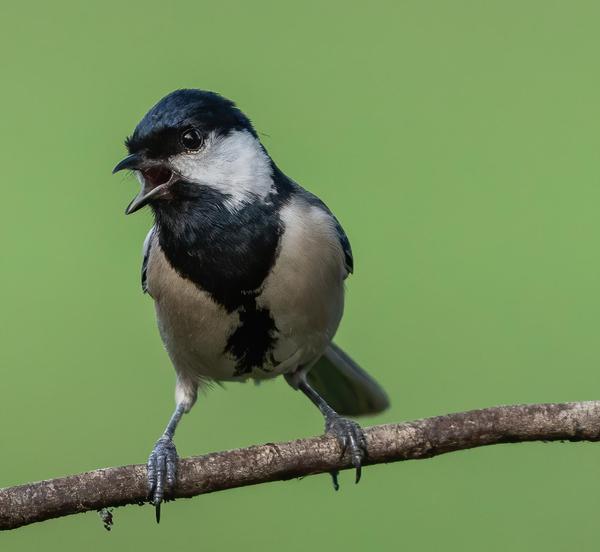 Image of Vertebrate, Bird, Beak etc.