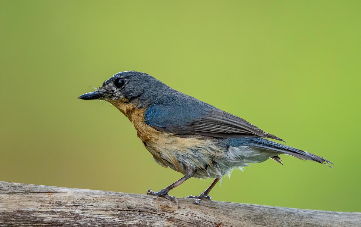 Image of Vertebrate, Bird, Beak, Feather etc.