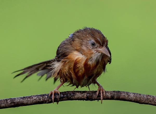 Image of Bird, Beak etc.