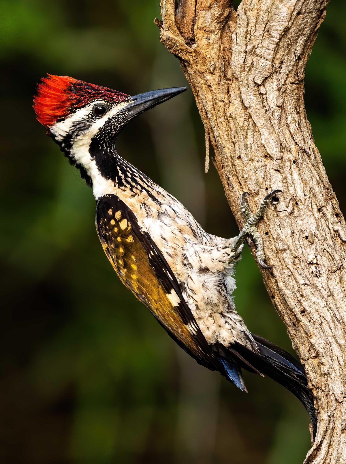 Image of Vertebrate, Bird, Beak, Woodpecker etc.