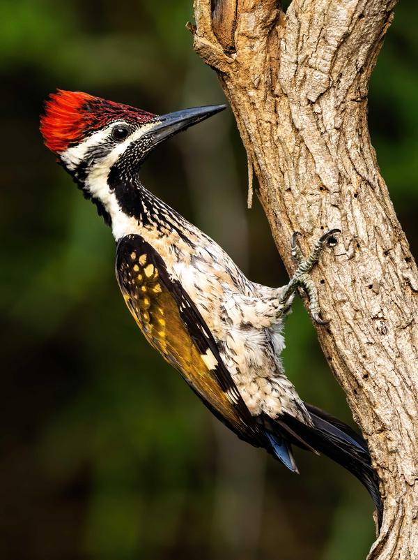 Image of Vertebrate, Bird, Beak, Woodpecker etc.