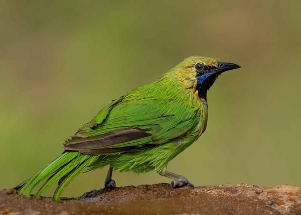 Image of Vertebrate, Bird, Beak etc.