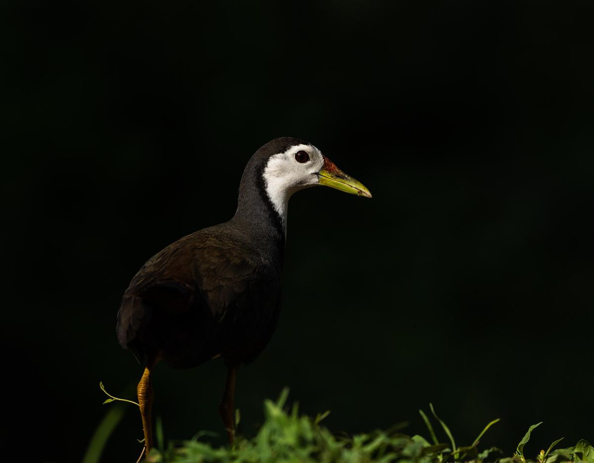 Image of Wildlife, Vertebrate, Bird, Beak etc.