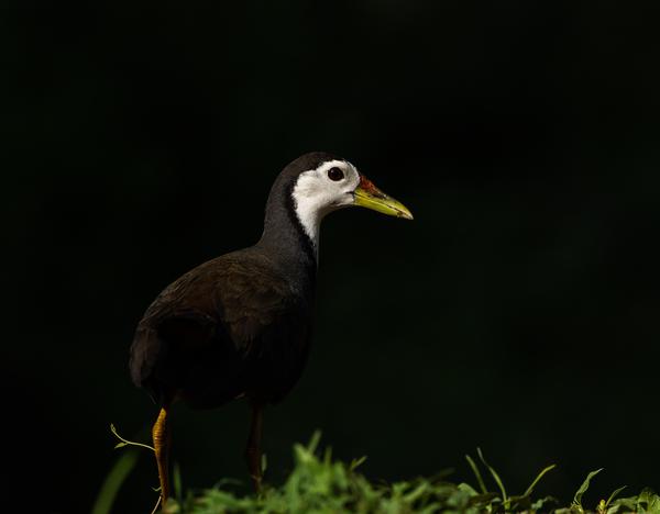 Image of Wildlife, Vertebrate, Bird, Beak etc.