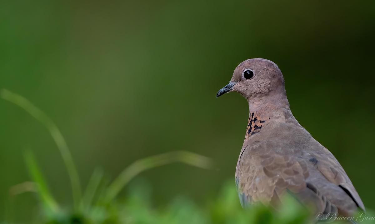 Image of Wildlife, Vertebrate, Bird, Beak, Pigeons and doves, Rock dove etc.