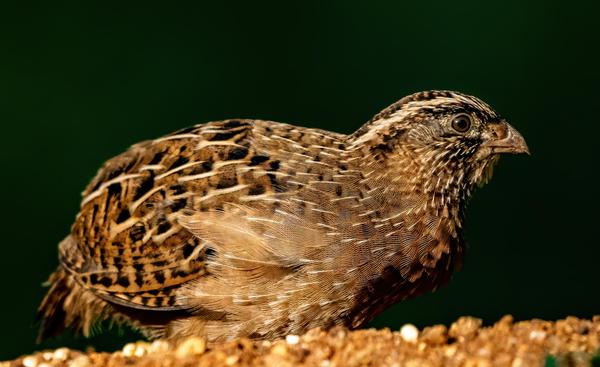 Image of Vertebrate, Bird, Beak, Quail etc.