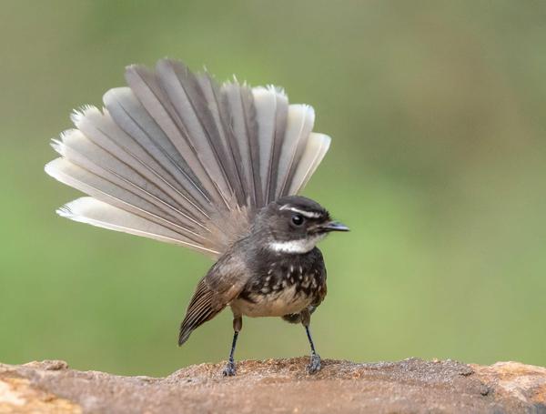 Image of Vertebrate, Bird, Beak etc.